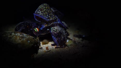 mating southern bobtail squid at night euprymna tasmanica 4k 25fps