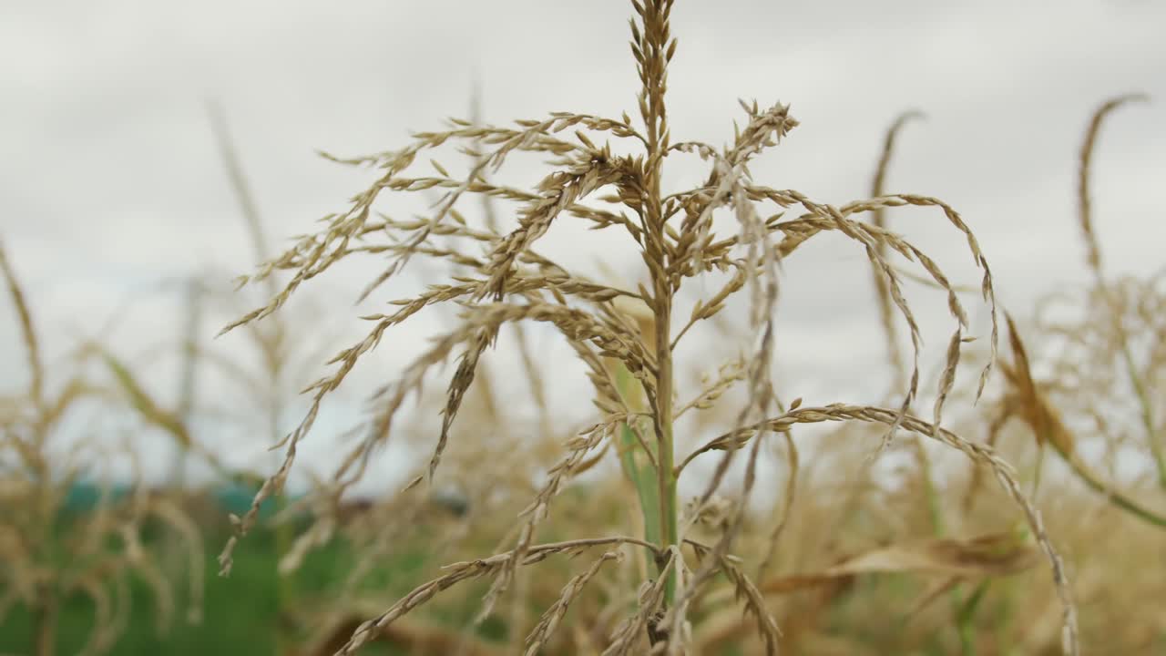 유기농 농장에서의 옥수수