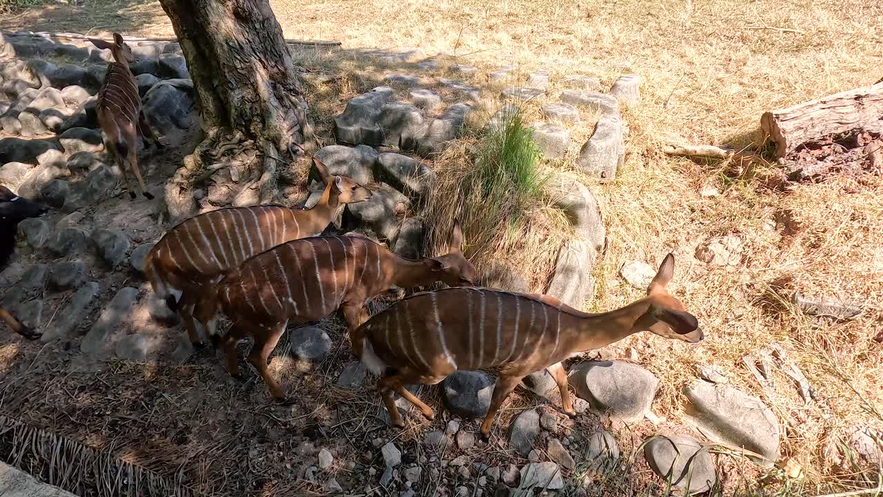 야생 서식지에서 양식하고 상호 작용하는 라