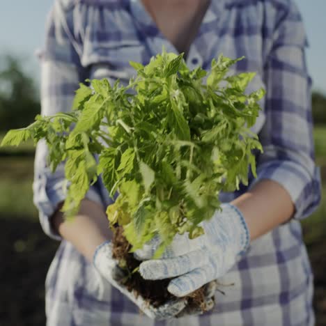 The-farmer-holds-a-bunch-of-tomato-seedlings