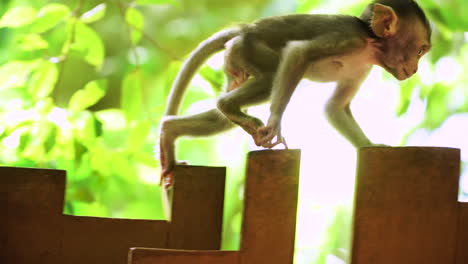 newborn monkey baby running on top of wooden fence, handheld view