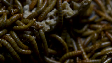 the mealworm is a species of darkling beetle used to feed pets like fish, snakes, birds, and frogs