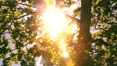 sunlight through the leaves