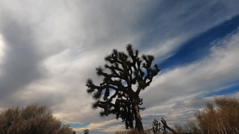 Wolken-Ziehen-Schnell-über-Den-Himmel-über-Der-Mojave-Wüste-Mit-Einem-Joshua-Tree-Im-Vordergrund---Zeitraffer