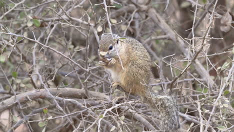 Tree-squirrel-or-Smith's-Bush-Squirrel-eating-seed-pot-in-a-bush,-slow-motion-close-up