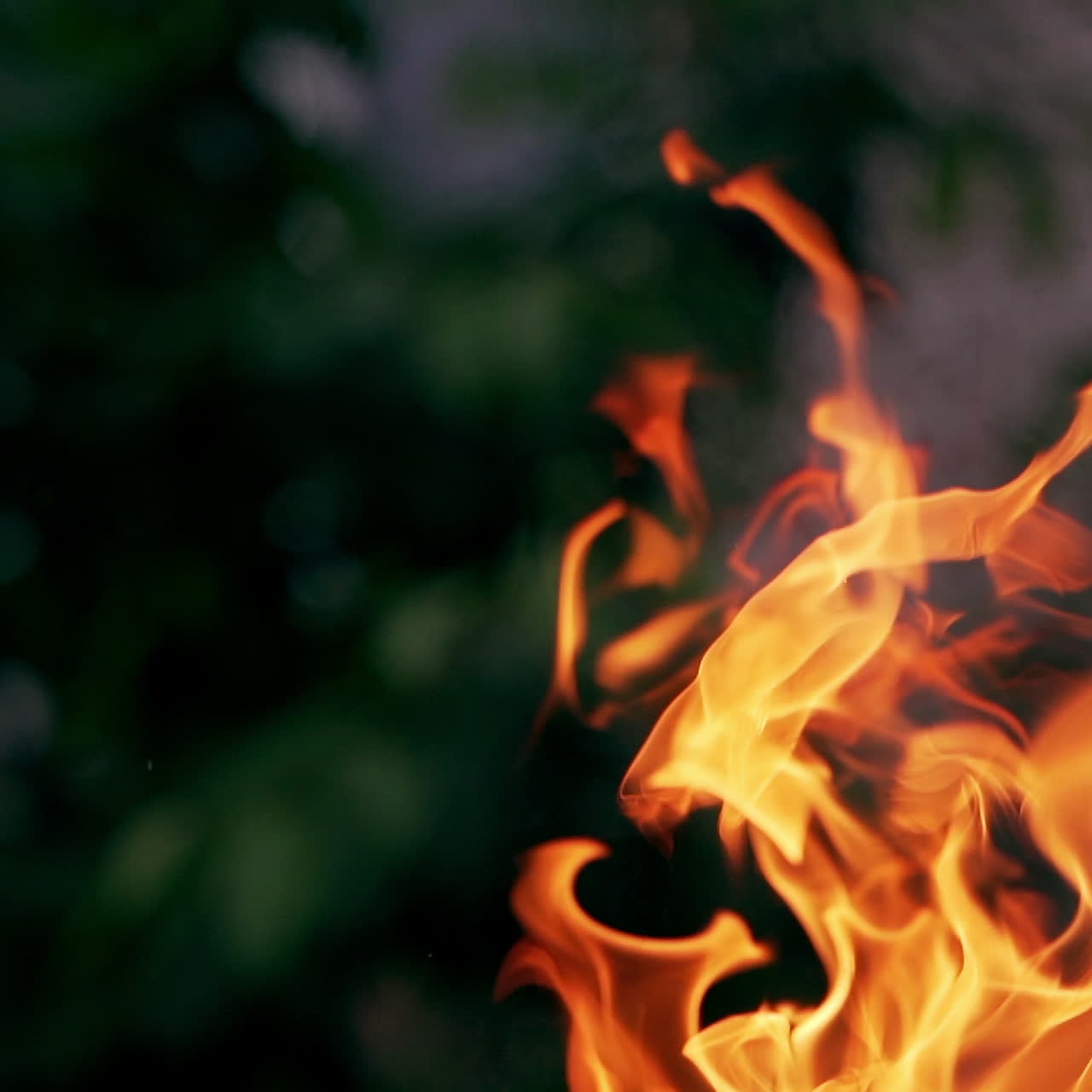 Campfire flames. Fire on the forest. Tree branches burning. Slow motion