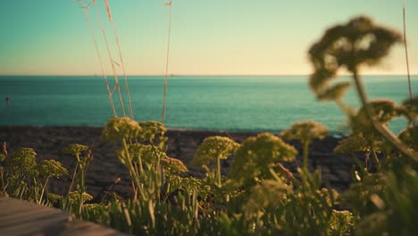 roca del acantilado de la costa del océano, con paja de roble y desenfoque de cierre de vegetación al atardecer con cielo azul 4k