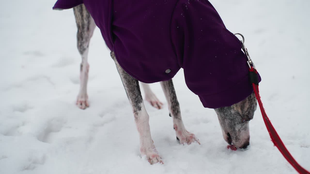 Dog wearing purple coat sniffs snowy ground while exploring winter landscape, close-up view of front legs, paws, leash, and focused face, highlighting canine curiosity and seasonal outdoor walk environment