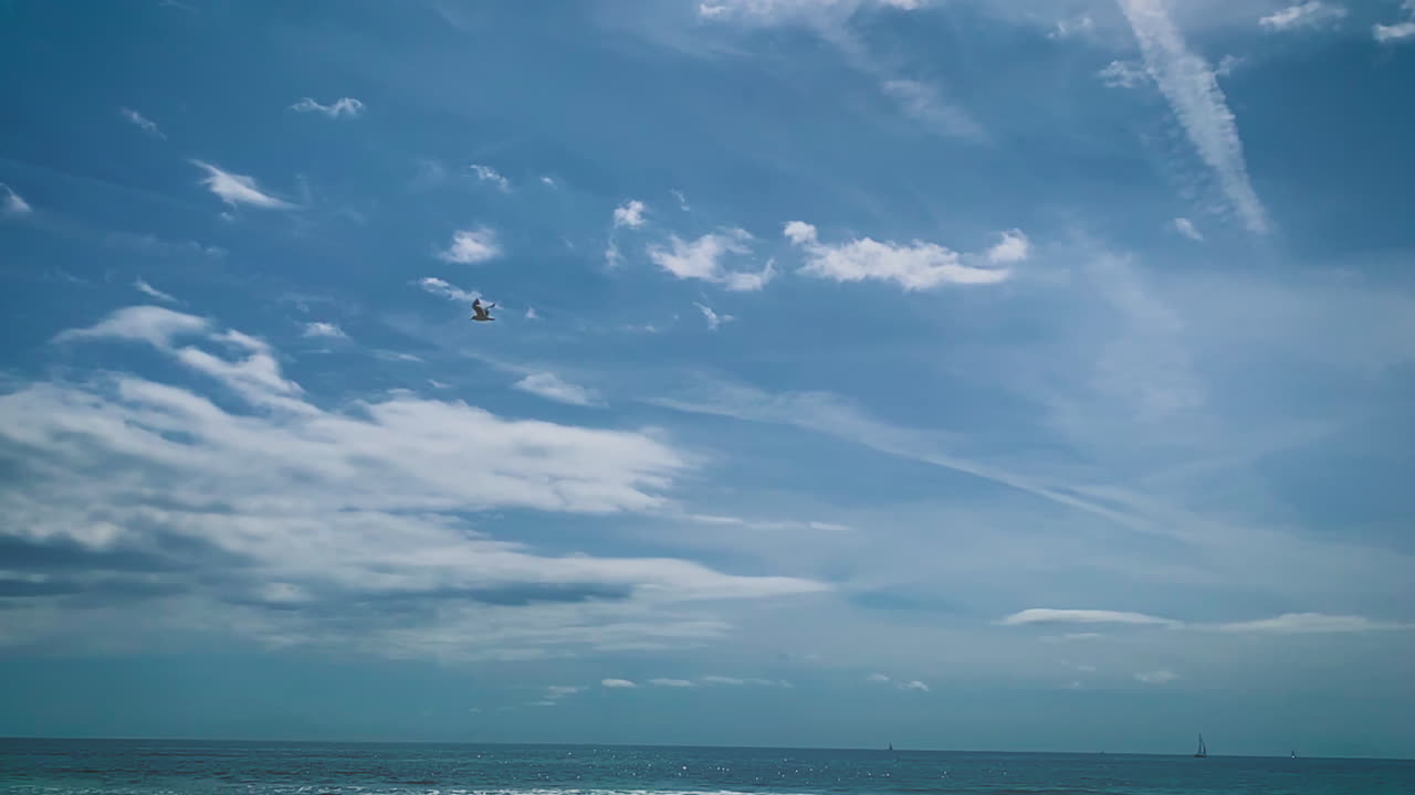 slowmotion에서 우리 위를 비행하는 갈매기