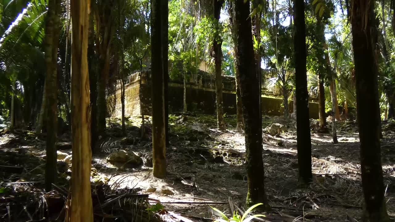 코 ⁇ 리치 마야 유적지 의 밀집 한 아열대 열대 열대 우림 -  ⁇ 타나 루, 멕시코