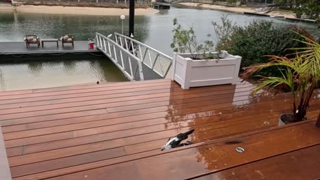 person feeds magpie on wet wooden deck