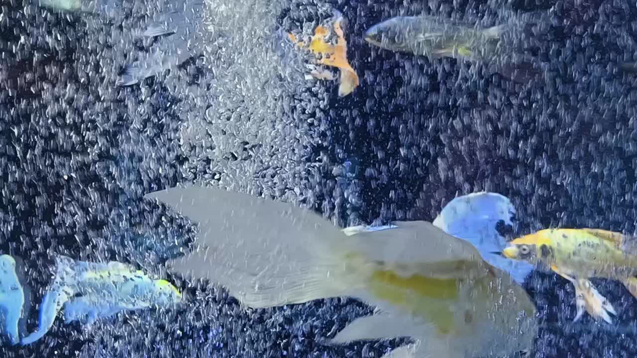 acuario con peces y burbujas