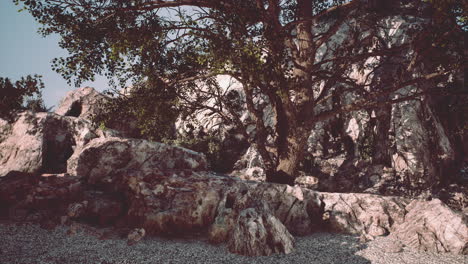 Großer-Baum-Mit-Felsformationen-Am-Berghang