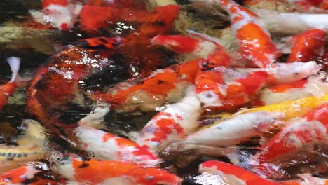 un enjambre de peces koi coloridos en busca de alimento en el agua