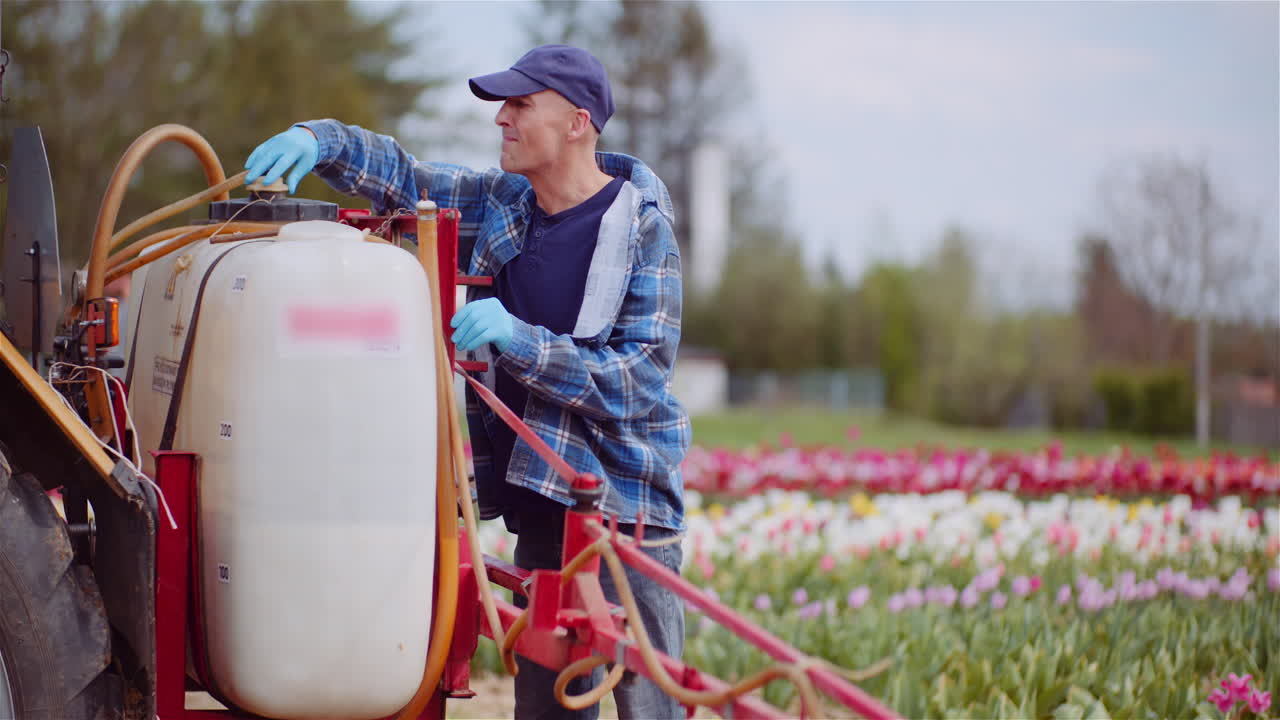 Rolnik regulujący zbiornik opryskiwacza na polu tulipanów