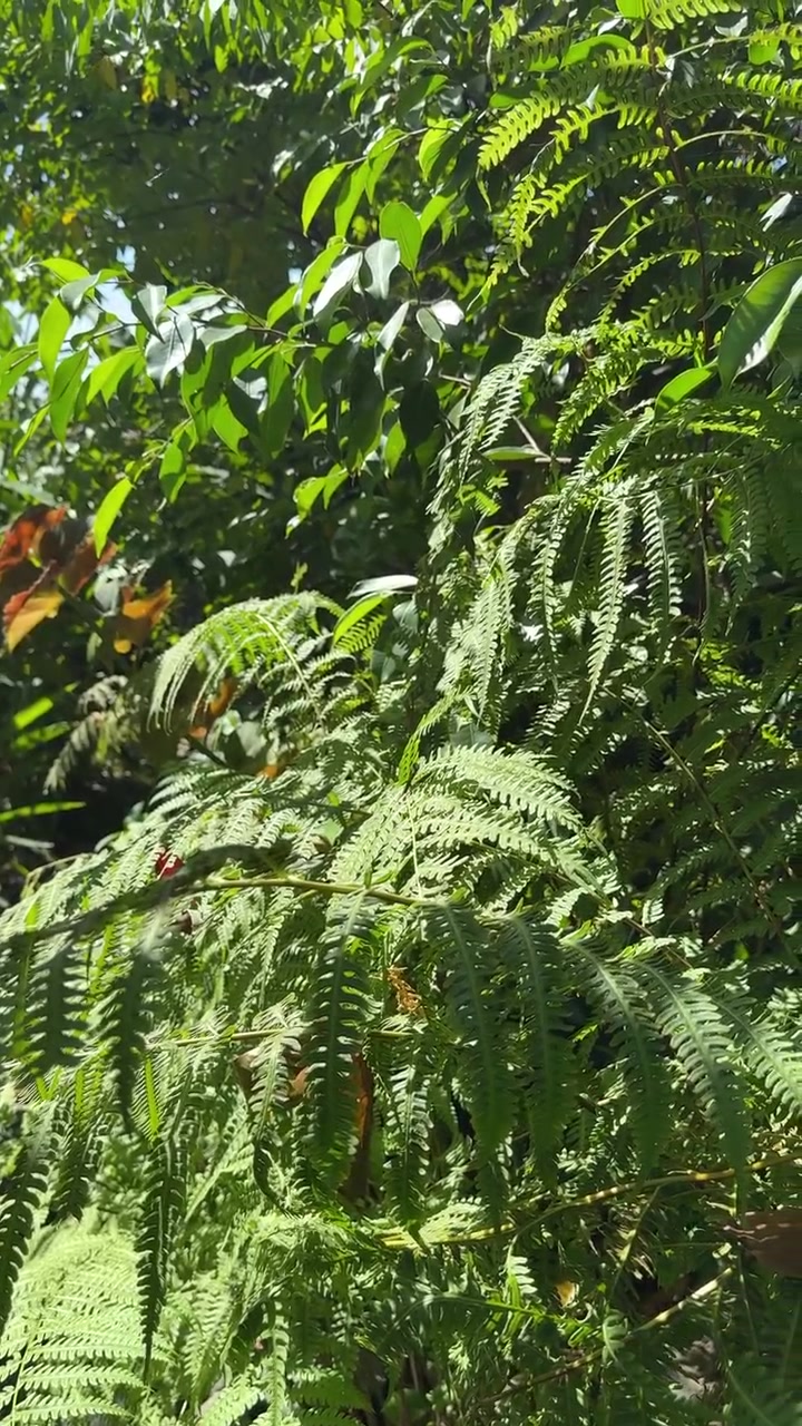 Hojas de helecho verdes y exuberantes meciéndose suavemente bajo la luz del sol