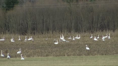 Los-Cisnes-Estaban-A-Punto-De-Irse-Volando