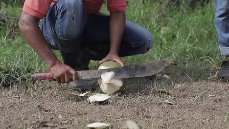 Unrecognizable-peasant-is-cutting-young-coconut-with-machete