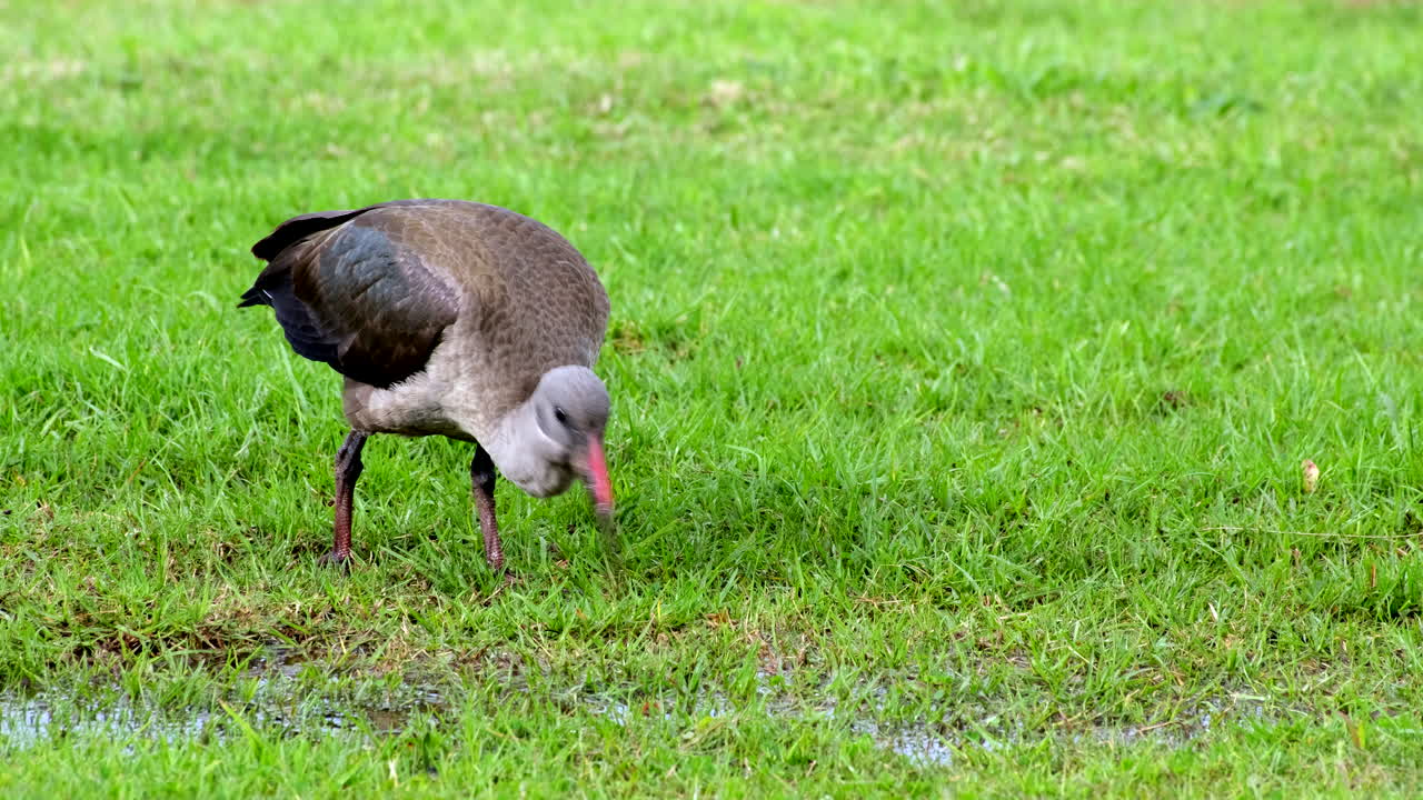 Foraging Hadada ibis use curved bill to probe moist grass soil for worms