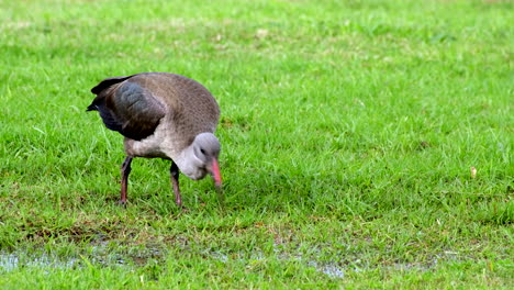 foraging hadada ibis use curved bill to probe moist grass soil for worms