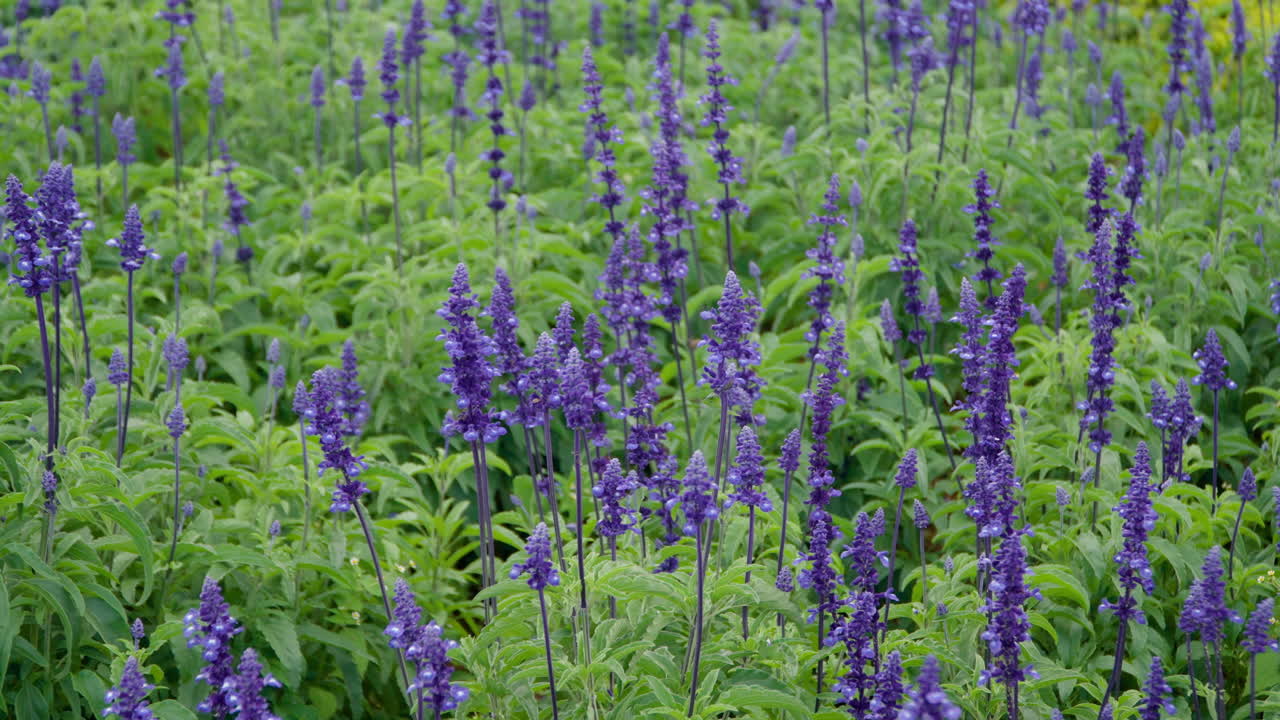 살비아 오피시날리스 (salvia officinalis) 는 나무 모양의 줄기와 파란색에서 보라색의 꽃을 가진 다년생 상록 덤불입니다.