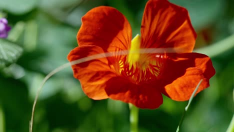 Makroaufnahme-Des-Leuchtend-Gelben-Und-Orangefarbenen-Tropaeolum-Majus,-Das-In-Einem-Garten-Blüht