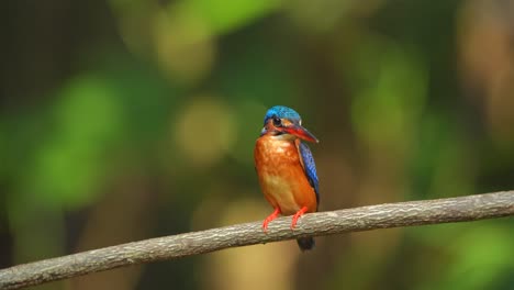 un pequeño y hermoso pájaro pescador de orejas azules se posa mientras observa su presa