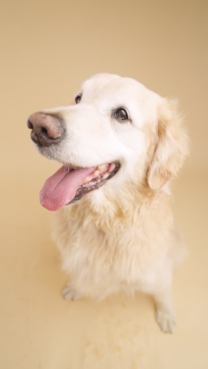 retrato de golden retriever