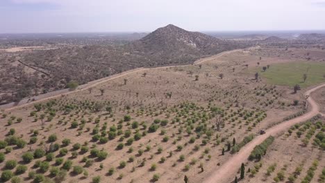 Drone-Flying-Over-The-Barren-Land-In-Rajasthan,-India-With-Green-Trees-Growing-On-A-Sunny-Day---aerial
