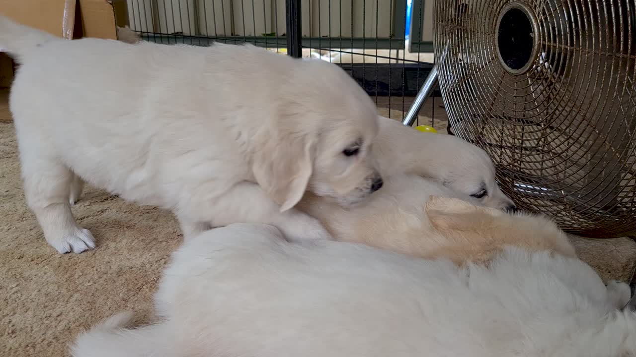 실내 바닥 팬으로 휴식을 취하는 골든 리트리버 쓰레기