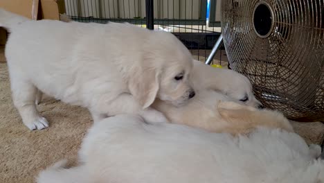 camada de golden retriever relajándose en el interior del ventilador de piso