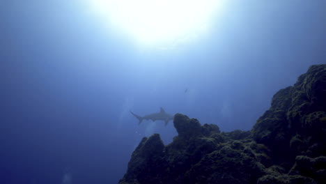 a lonely hammerhead shark floats in a distance in clear blue water