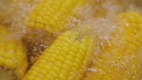 corn cobs in boiling hot water. maize has become a staple food in many parts of the world, with the total production of maize surpassing that of wheat or rice.