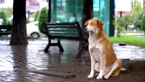 perro rojo sin hogar se sienta en una calle de la ciudad en la lluvia contra el fondo de los coches que pasan y la gente