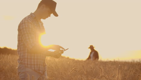 farmers man and woman in hats and tablets at sunset in a wheat field and shirts inspect and touch the grain and wheat germ hands.