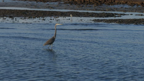 heron wading in water