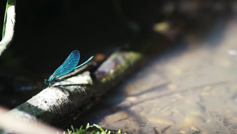 Close-up-of-a-blue-dragonfly-perched-on-reed,-Ebony-Jewelwing-spreading-wings-in-slowmotion