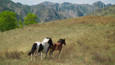 Horses-couple-and-foal-run-along-pasture-glass-slow-motion