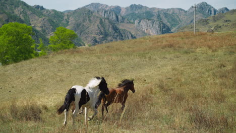 horses couple and foal run along pasture glass slow motion