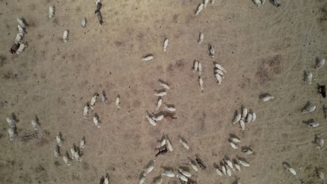 top-down drone shot of cows on arid farmland, livestock