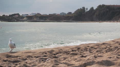 pájaro gaviota caminando, en la playa de arena