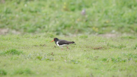 oystercatcher bird pecking at ground with its beak in grassy meadow