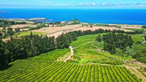 Colorful-tea-plantation-and-rural-Azores-landscape-by-sea,-aerial-pull-out