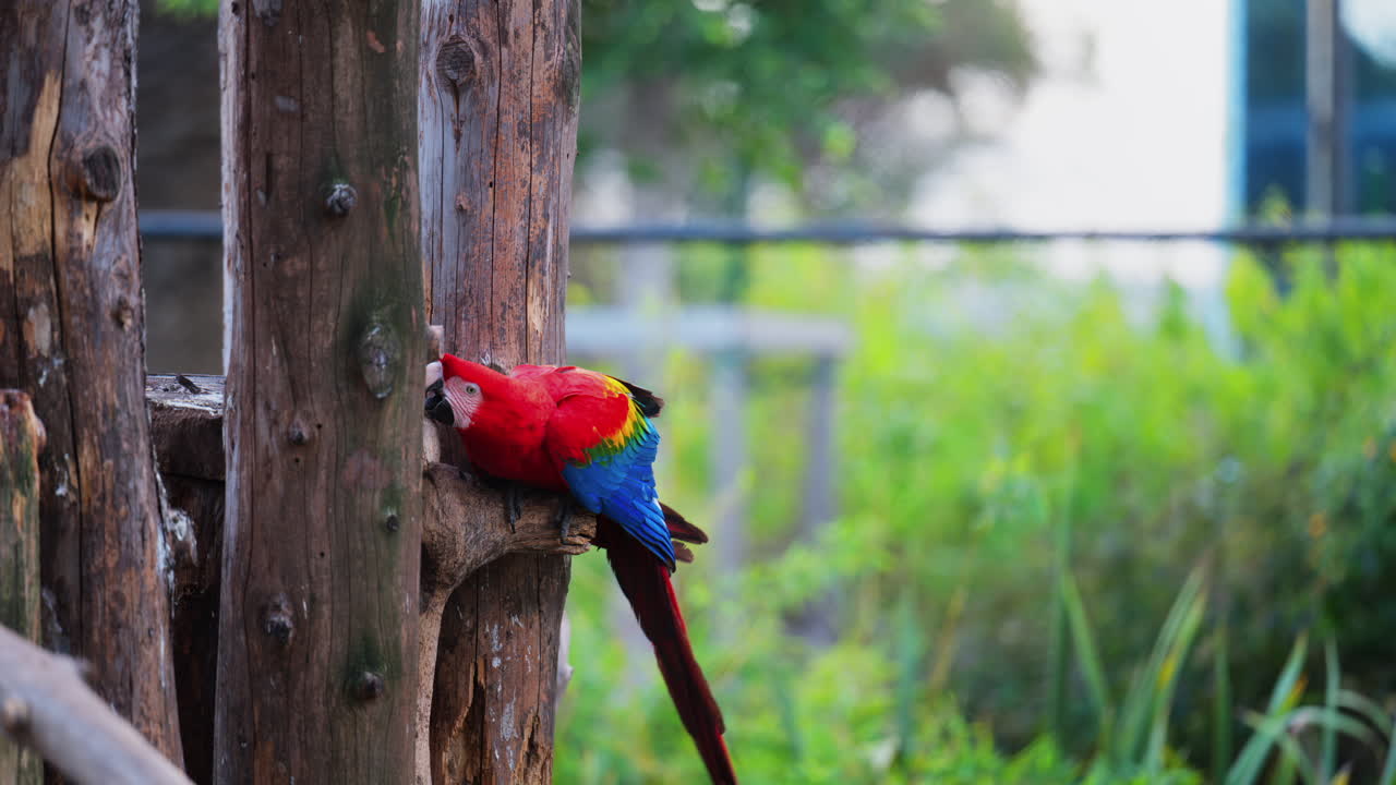 Close up of a red Macaw bird on a tree branch