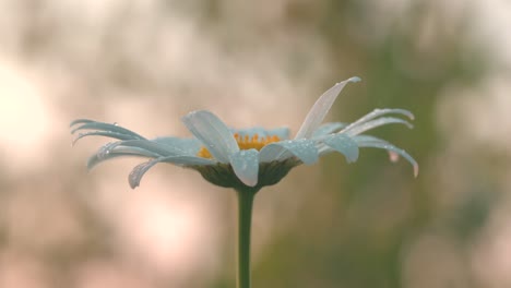 delicate daisy with dew drops