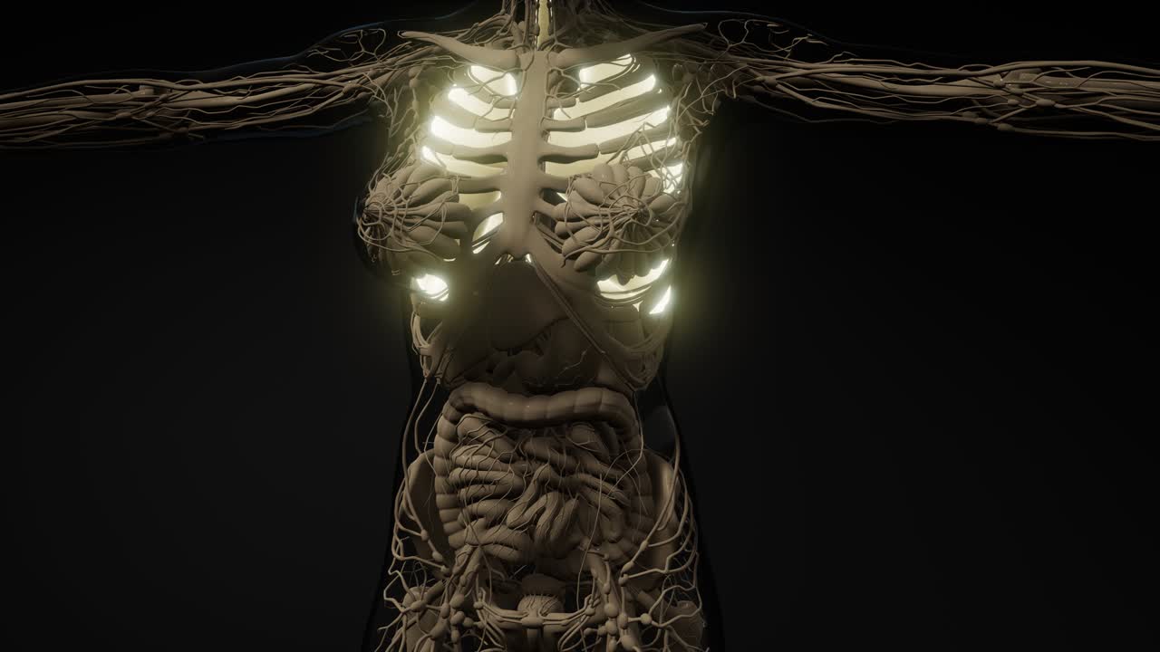 examen radiológico de los pulmones humanos