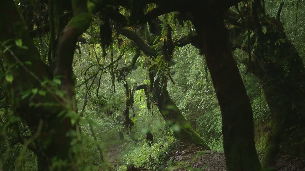 Mysterious Green Trees in the Forest in Nepal in the Himalayas Foothills in Lush Green Scenery and Forest Landscape, Atmospheric Mood Shot of Greenery and Luscious Landscape in the Forest