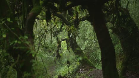 mysterious green trees in the forest in nepal in the himalayas foothills in lush green scenery and forest landscape, atmospheric mood shot of greenery and luscious landscape in the forest
