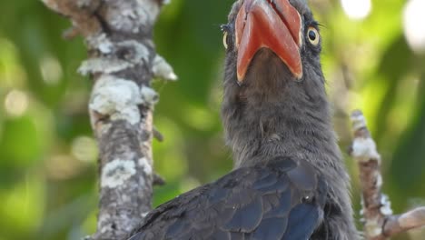 Nahaufnahme-Eines-Gekrönten-Nashornvogels,-Der-Sich-Putzt-Und-Sich-Neugierig-Umschaut