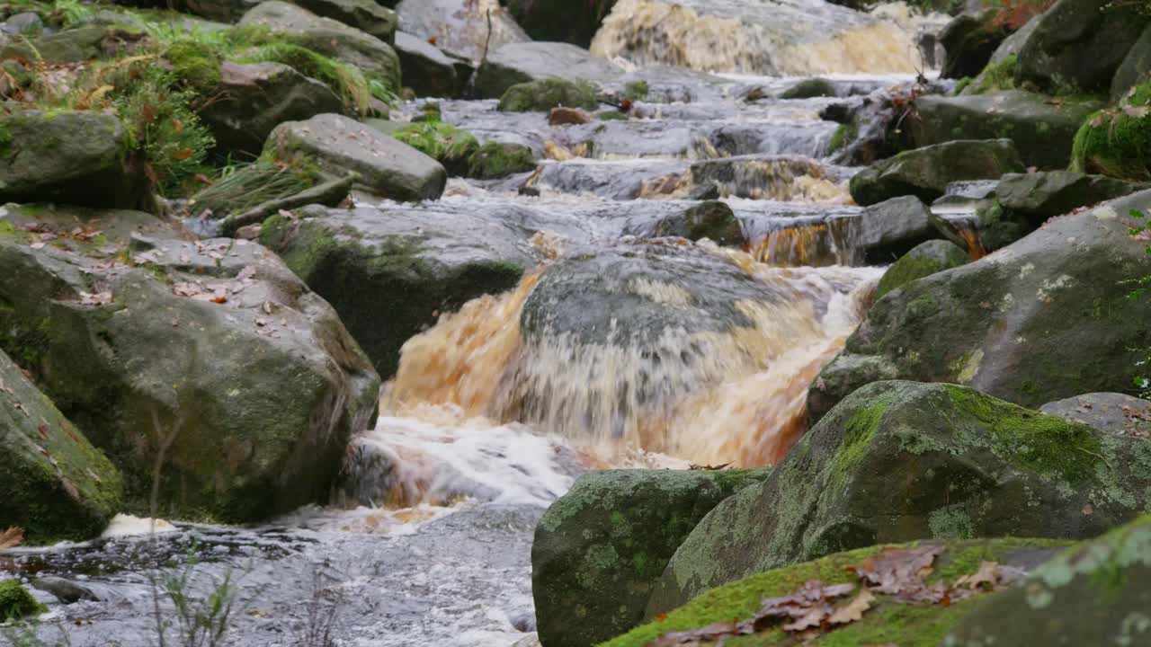 천천히 흐르는 하천, 황금색 오크 나무, 잎이 떨어지는 조용한 겨울 숲, 평화롭고 편안한 풍경을 제공합니다
